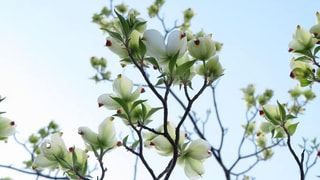 日々の花の写真