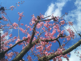 寒桜と寒椿